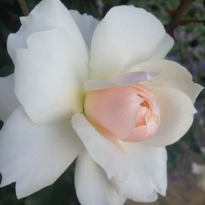 Meet your Posher, Maya